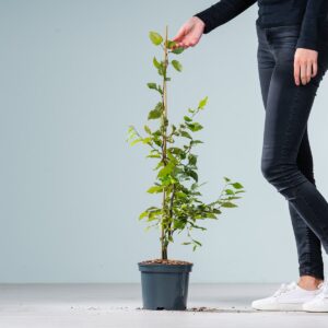 Hainbuche - gestäbt