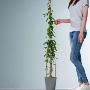 Heckenkirsche 'Copper Beauty'