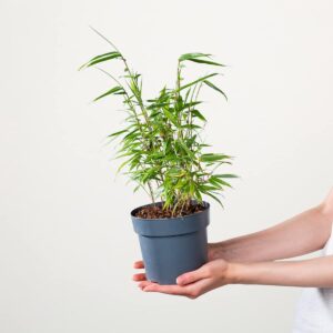 Horstbildender Bambus 'Rufa' S