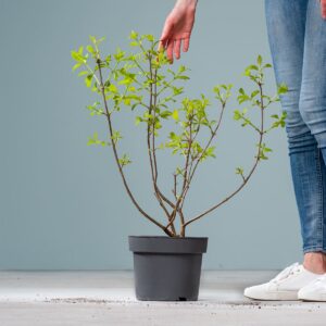 Knopfbusch 'Sugar Shack'