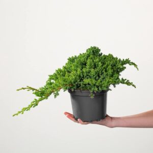 Kriechwacholder 'Nana'