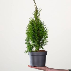 Lebensbaum 'Smaragd'