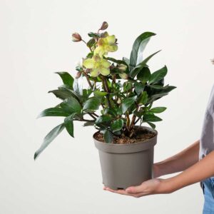 Lenzrose VIV® 'Valeria'