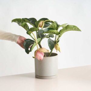 Medinilla magnifica Rosa - 2 Knospen