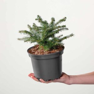 Nestfichte 'Nidiformis'