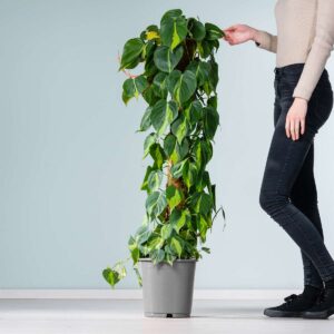 Philodendron 'Brasil' am Moosstab