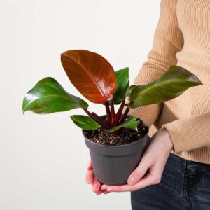 Philodendron 'Sunlight'