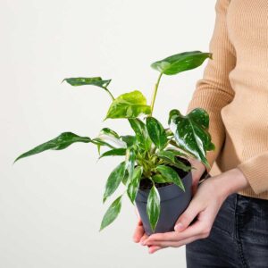 Philodendron 'White Wizard'