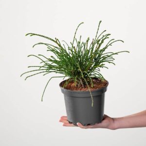 Riesenlebensbaum 'Whipcord'