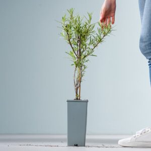 Sanddorn 'Leikora' weiblich