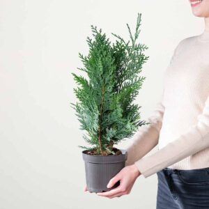 Scheinzypresse 'Columnaris'