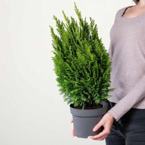 Scheinzypresse 'Ellwoodii Empire' S