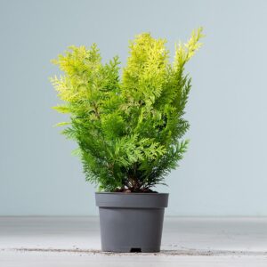 Scheinzypresse 'Ivonne' S