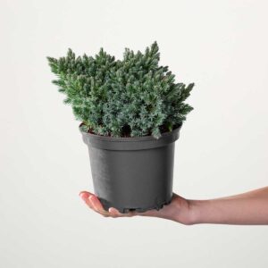 Schuppenwacholder 'Blue Star' M