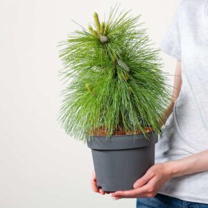 Schwerinkiefer 'Wiethorst'