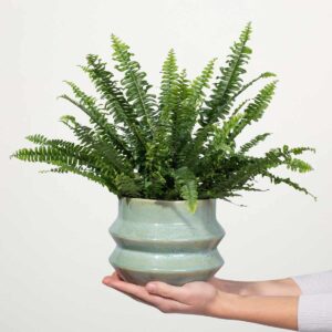 Schwertfarn 'Green Lady' S