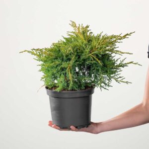 Wacholder 'Gold Star'