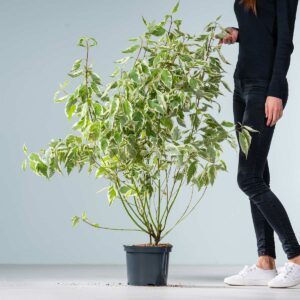 Weißer Hartriegel 'Elegantissima'