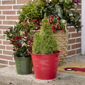 Zuckerhutfichte 'Conica' L