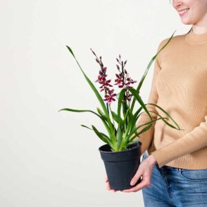 Cambria-Orchidee 'Barrocco Red'