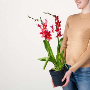 Cambria-Orchidee 'Nelly Isler'