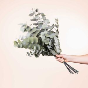 Trockenblumenbund Eukalyptus