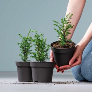 BIO Wacholder 'Meyer' - 3 Stück