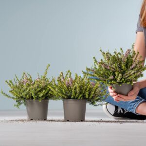 WInterheide 'Darley Dale' - 3 Stück