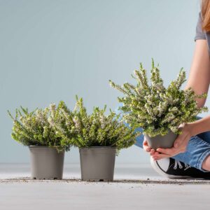 Winterheide 'White Perfection'