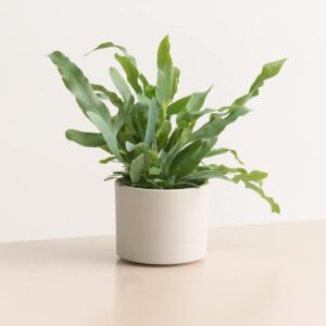 Keramik Übertopf Weiß - 10,5 cm