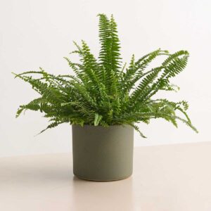 Keramik Übertopf Grün - 17,5 cm