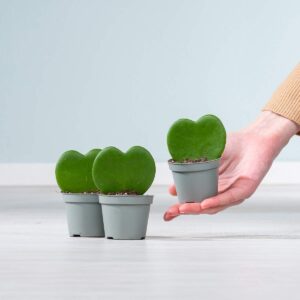 Herzblatt 'Hoya' - 3 Stück