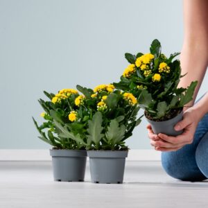 Kalanchoe 'Calandiva' Gelb - 3 Stück M