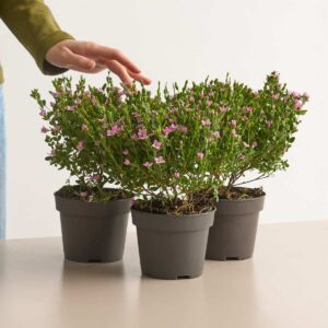 Korallenraute 'Pink Pearl' - 3 Stück