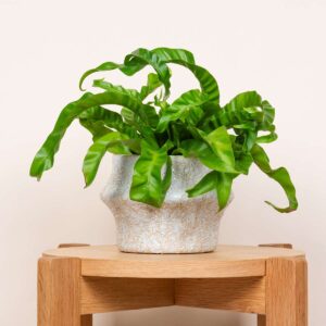 Keramik Übertopf Organisch Beige - 14 cm