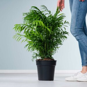 Bergpalme 'Elegans' L