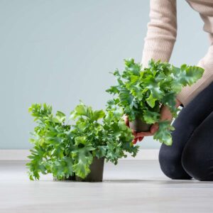 Phlebodium 'Davana' - 3 Stück