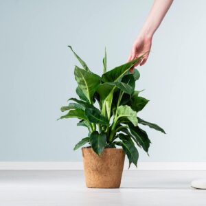 Dieffenbachie 'Green Magic'