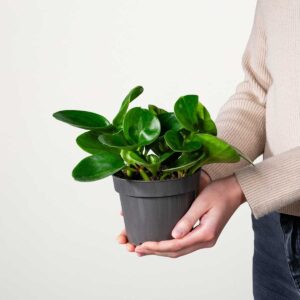 Peperomia 'Green'
