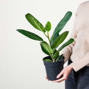 Banyanfeige 'Audrey'