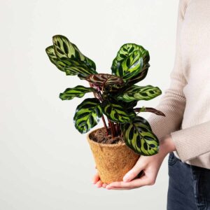 Calathea 'Makoyana' - plastikfrei