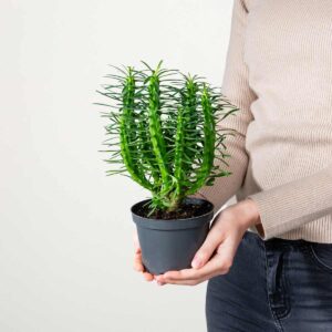 Euphorbie 'Loricata'