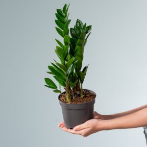 Glücksfeder 'Zamiifolia'