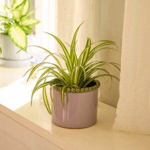 Grünlilie 'Variegata'