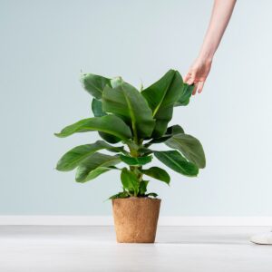 Musa 'Acuminata' - plastikfrei