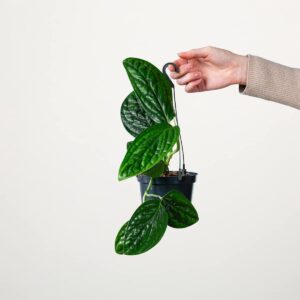 Monstera 'Peru' Ampel