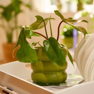 Philodendron 'Florida Green' S