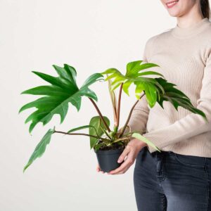 Philodendron 'Mayoi' M