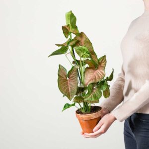 Purpurtute 'Pink Margarita'