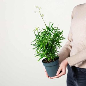 Zierspargel 'Falcatus'